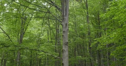 Scenic forest landscape with beech trees and fresh spring foliage. 库存影片 313834281