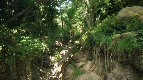 A scenic forest path in Australia. mountain path イラスト素材