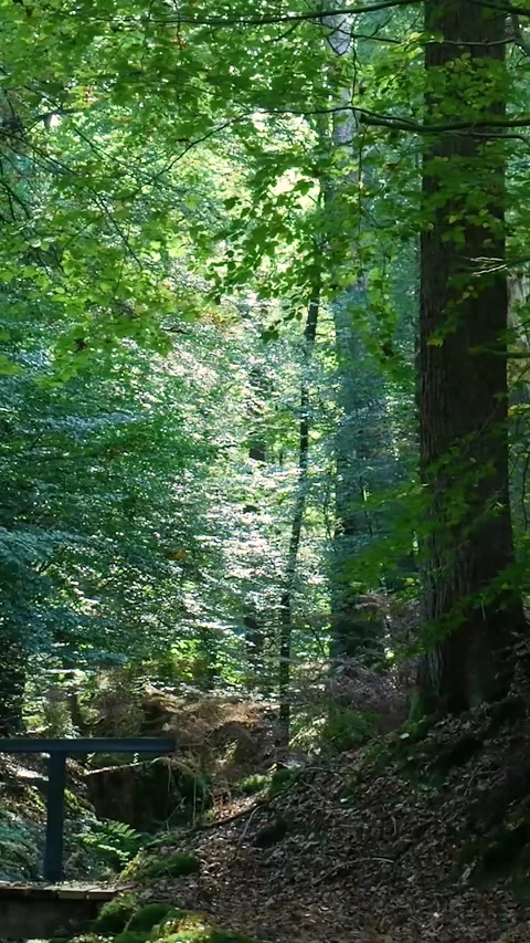 Scenic forest path with bridge and sunlight Stock Footage 327108661