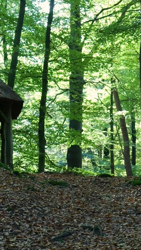 Scenic forest path descending towards a rustic hut Stock-Footage 327108671