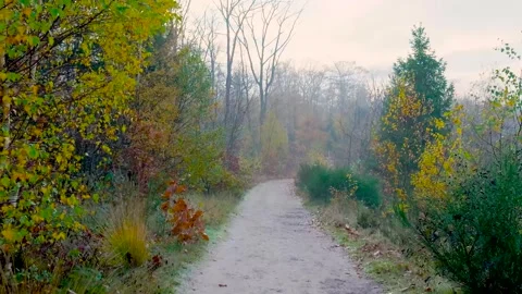 Scenic forest path during a misty autumn morning Stock-Footage 323384444