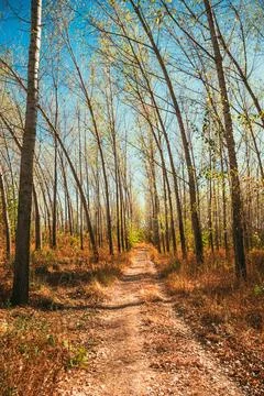 Scenic forest path framed by slender poplar trees under a clear sky. Concep.. Stock Photos