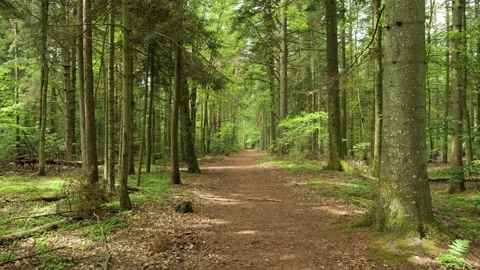 Scenic forest path leading through green trees Stock Footage 337734207