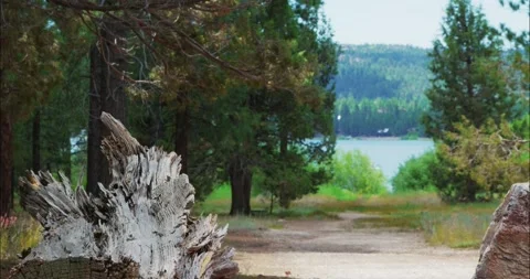 Scenic Forest Path Leading to Tranquil Lake 스톡 동영상 324869853