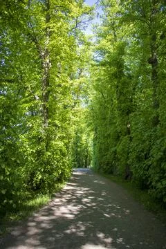 Scenic Forest Path Lined with Lush Green Trees Stock Photos