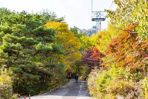 Scenic Forest Path Surrounded by Fall Colors at Daedunsan Stock Photos