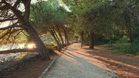 Scenic forest path with tall pine trees illuminated by golden sunset light near Stock Footage 316553273