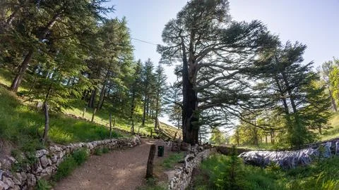 Scenic Forest Path with Tall Trees Stock Photos