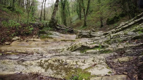 Scenic Forest Path Winding Through Mossy Rock Canyon Stock Footage 310231795