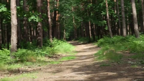 Scenic forest path winds through dense woodland with tall trees rays of the sun Stock Footage 313093193