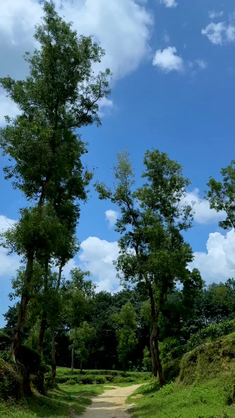 Scenic forest pathway under a vibrant blue sky with lush green trees and fl.. Stock Footage 338414640