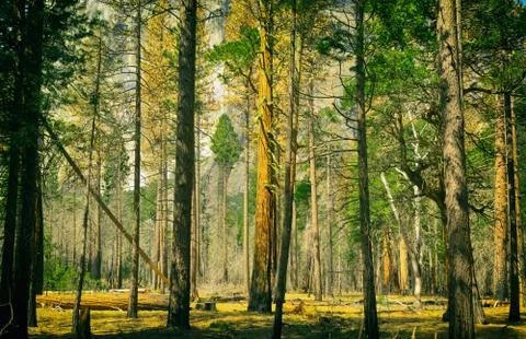 Scenic forest Stock Photos