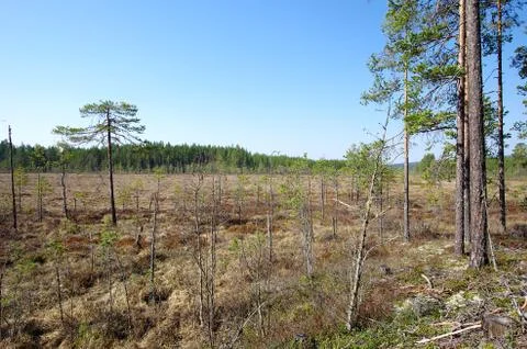 Scenic forest Stock Photos