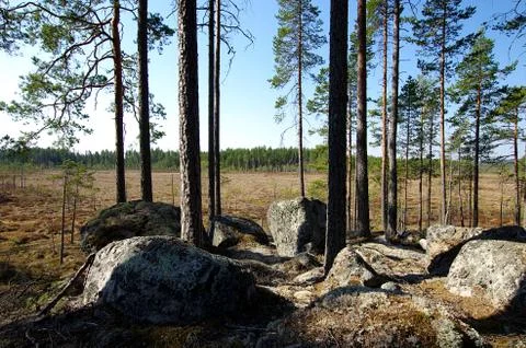 Scenic forest Stock Photos