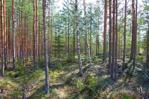 Scenic forest Stock Photos