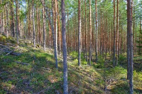 Scenic forest Stock Photos