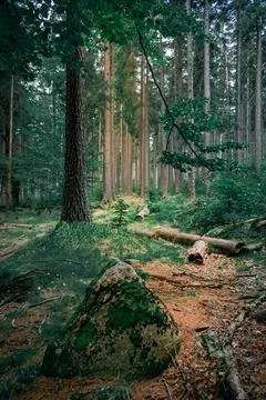 A scenic forest 스톡 사진