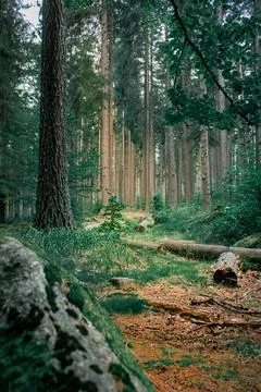 A scenic forest Foto stock