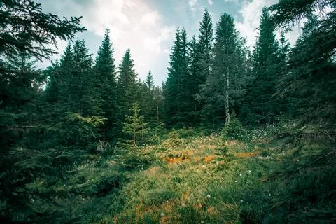 Scenic forest 스톡 사진
