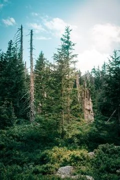 A scenic forest 스톡 사진