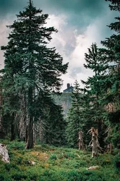 A scenic forest 스톡 사진
