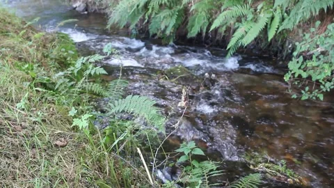 Scenic Forest River Flowing Through Lush Countryside Landscape Vídeo Stock 342297571