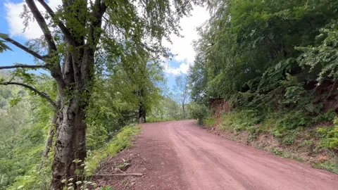 Scenic Forest Road Through Lush Beech Trees in Kartepe, Turkey Stock Footage 341822925