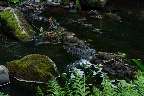 Scenic forest stream flowing through lush greenery Stock Photos