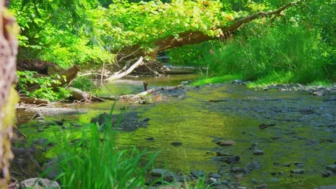 Scenic forest stream flowing under fallen tree canopy Stock Footage 341901813
