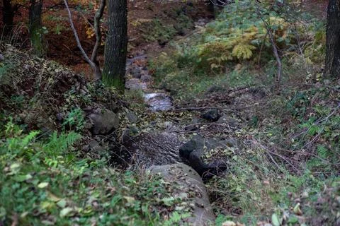 A scenic forest stream flows through the woods, surrounded by lush greenery and Stock Photos