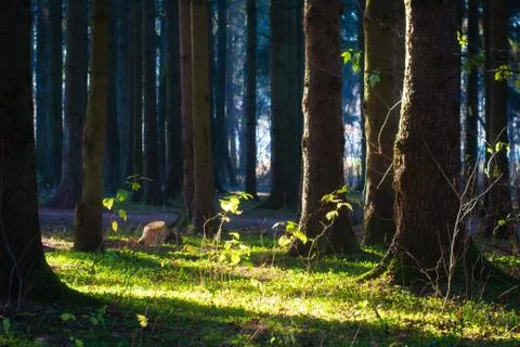Scenic forest in sunlight. Spring nature landscape Stock Photos