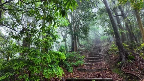 Scenic Forest Trail in Japan Capturing Natural Tranquility Stock Footage 336804451