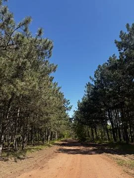 Scenic Forest Trail in Pine Forest Foto stock