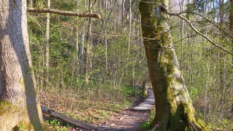 Scenic Forest Trail in Springtime Bavaria with Sprouting Leaves, Soft Ground, Stock Footage 309023135
