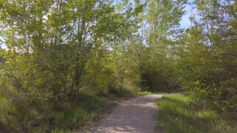 Scenic Forest Trail Surrounded by Lush Green Trees 库存影片 335331111