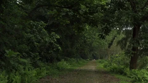 Scenic forest trail surrounded by lush tropical trees and greenery Vídeo Stock 337928504