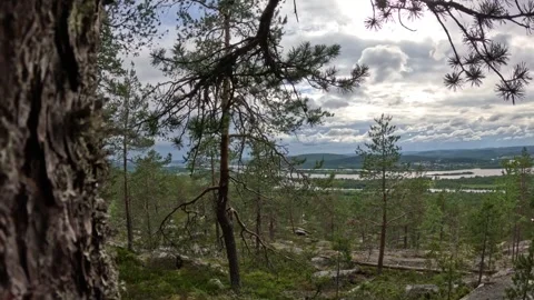Scenic forest view through pine trees overlooking Tornio river valley in Lapland Stock-Footage 340653411