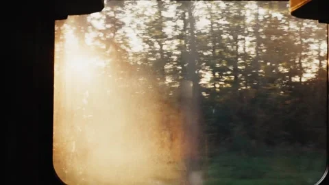 Scenic forest view traveling by train during sunrise Video stock 343768190