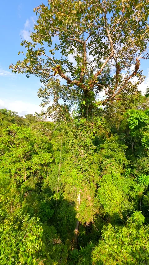 Scenic FPV drone flight through lush tropical jungle canopy in Thailand Stock Footage 307053602