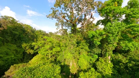 Scenic FPV drone flight through lush tropical jungle canopy in Thailand Video stock 307053671
