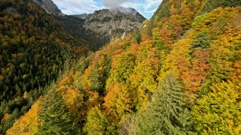 Scenic FPV Flight: Capturing the Beauty of a Vibrant Autumn Forest from Above Stock Footage 321149822