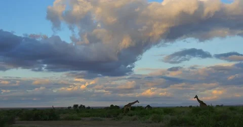 Scenic Giraffe Stock Footage 60386070