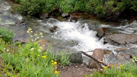 Scenic glacial water falls surrounded with wildflowers at Yankee boy basin .. Stock-Footage 313679997