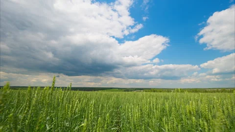 Scenic Green Fields Under Dramatic Clouds Perfectly Illustrate the Beauty of Nat Stock Footage 313383456