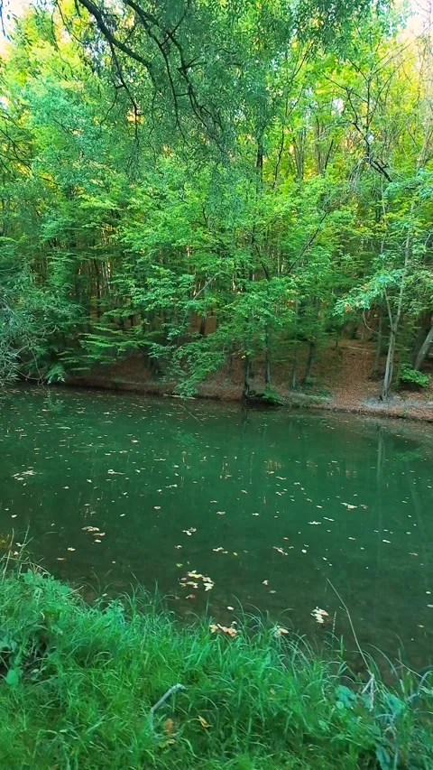 A scenic green lake surrounded by a dense beech forest.  Stock Footage 346654790