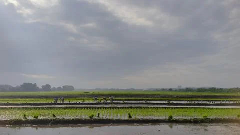 Scenic Green Rice Fields and Agricultural Landscape under Cloudy Sky Stock Photos