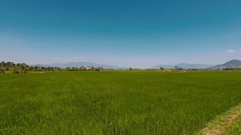 Scenic Green Rice Fields with Palm Trees and Mountains in Tropical Countryside Stock Footage 335654260