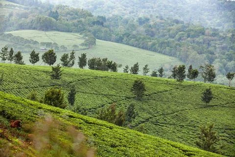 Scenic green tea plantation and forested hills in Uganda Stock Photos