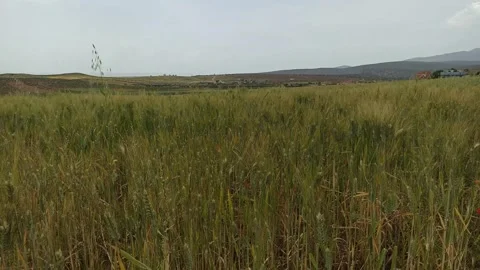 Scenic Green Wheat Fields Under Overcast Sky. Stock Footage 333207722