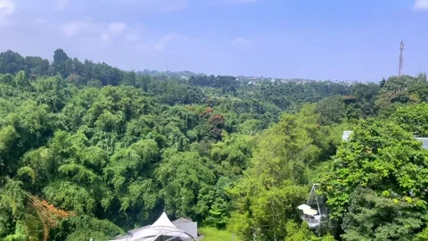 Scenic high angle view of a dense tropical forest canopy. Stock Footage 320477772